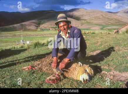 Bolivien, Region Ocuri. Aymara Schafscherer auf dem Feld, um Wolle von einem seiner Schafe zu schneiden. Stockfoto