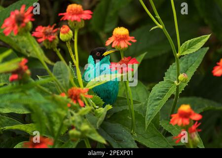 Grüner Honigkriecher - Chlorophan spiza, schöner kleiner bunter Honigkriecher aus Panama. Stockfoto