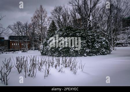 Eiserner Lavender Rhododendron in Halifax Public Gardens National Historic Site of Canada Stockfoto