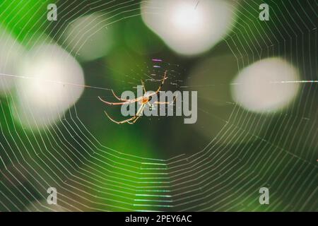 Orb-Weber-Spinnen in der Natur bauen Netze. Die kreisförmige Netzspinne ist eine weitere Art, die in vielen Gegenden Thailands zu finden ist. Stockfoto