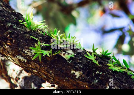 Orchideen sind auf der Rinde von Bäumen. Diese Art Orchidee findet man bei feuchtem Wetter. Stockfoto