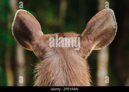 Die Ohren eines Pelzhirsches sind hellbraun. Hirschpelz ist rau und steif. Stockfoto