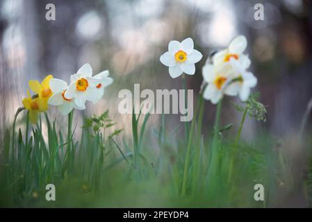 Weiße Narzissen, Poeticus Narzissen, Narcissus poeticus Actaea, blüht im Frühling Stockfoto