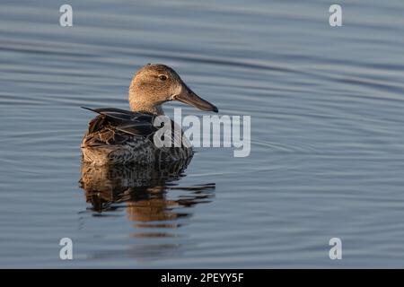 Ein Zimtblaugrün, das durch das Wasser gleitet Stockfoto
