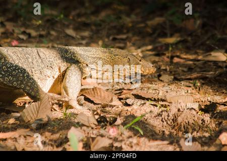 Der Salvator ist ein Reptil. Sie sind von Natur aus aktiv für lebende Schlachtkörper. Stockfoto