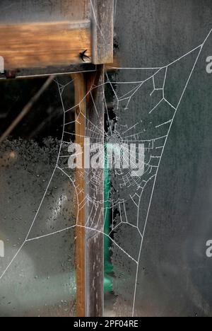 Spiders Netz außerhalb des Gewächshauses bei frostigem Wetter Stockfoto