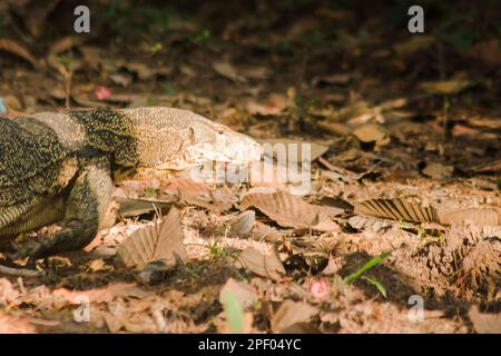 Der Salvator ist ein Reptil. Sie sind von Natur aus aktiv für lebende Schlachtkörper. Stockfoto