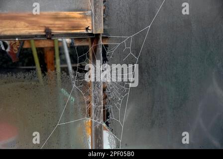 Spiders Netz außerhalb des Gewächshauses bei frostigem Wetter Stockfoto