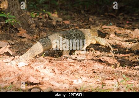 Der Salvator ist ein Reptil. Sie sind von Natur aus aktiv für lebende Schlachtkörper. Stockfoto