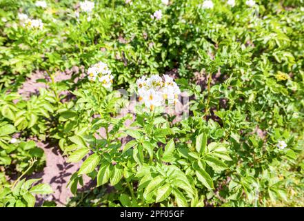 Kartoffelblumen in natürlicher Umgebung auf der Kartoffelplantage im Sommer Stockfoto