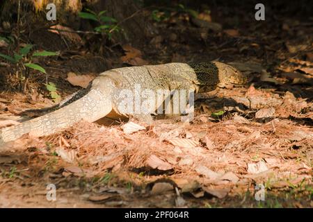 Der Salvator ist ein Reptil. Sie sind von Natur aus aktiv für lebende Schlachtkörper. Stockfoto