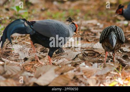 Siamesischer Feuerrücken Blaukopf männlich sein Rücken und seine Flügel sind grau. Beim Wandern im Wald bleibt der siamesische Feuerrücken gern zu zweit. Oder eine kleine Familie, die lebt Stockfoto