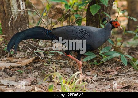 Siamesischer Feuerrücken Blaukopf männlich sein Rücken und seine Flügel sind grau. Beim Wandern im Wald bleibt der siamesische Feuerrücken gern zu zweit. Oder eine kleine Familie, die lebt Stockfoto