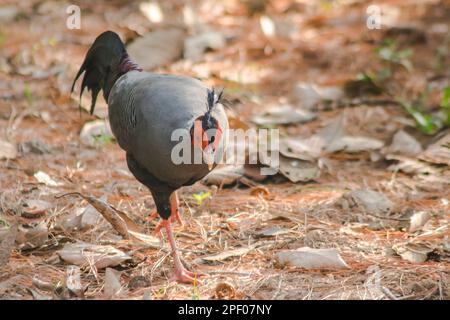 Siamesischer Feuerrücken Blaukopf männlich sein Rücken und seine Flügel sind grau. Beim Wandern im Wald bleibt der siamesische Feuerrücken gern zu zweit. Oder eine kleine Familie, die lebt Stockfoto