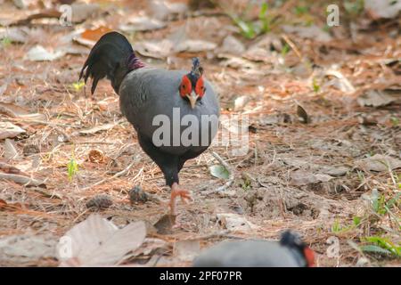 Siamesischer Feuerrücken Blaukopf männlich sein Rücken und seine Flügel sind grau. Beim Wandern im Wald bleibt der siamesische Feuerrücken gern zu zweit. Oder eine kleine Familie, die lebt Stockfoto