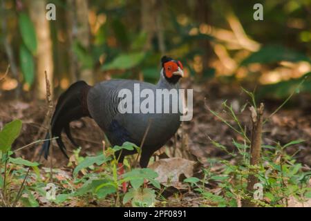 Siamesischer Feuerrücken Blaukopf männlich sein Rücken und seine Flügel sind grau. Beim Wandern im Wald bleibt der siamesische Feuerrücken gern zu zweit. Oder eine kleine Familie, die lebt Stockfoto