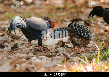 Siamesischer Feuerrücken Blaukopf männlich sein Rücken und seine Flügel sind grau. Beim Wandern im Wald bleibt der siamesische Feuerrücken gern zu zweit. Oder eine kleine Familie, die lebt Stockfoto