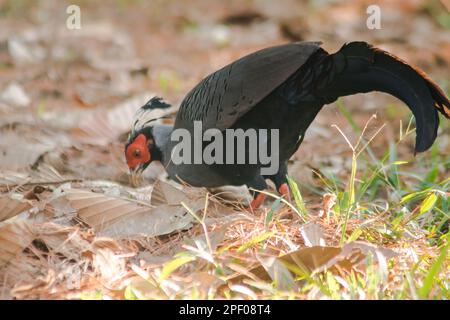 Siamesischer Feuerrücken Blaukopf männlich sein Rücken und seine Flügel sind grau. Beim Wandern im Wald bleibt der siamesische Feuerrücken gern zu zweit. Oder eine kleine Familie, die lebt Stockfoto