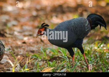 Siamesischer Feuerrücken Blaukopf männlich sein Rücken und seine Flügel sind grau. Beim Wandern im Wald bleibt der siamesische Feuerrücken gern zu zweit. Oder eine kleine Familie, die lebt Stockfoto