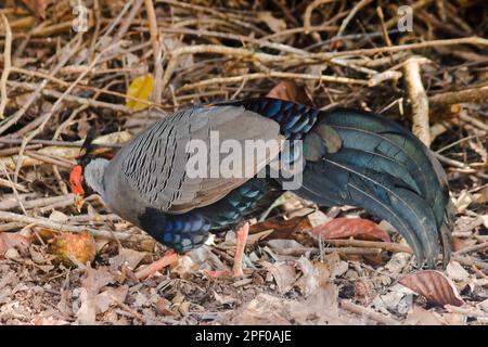 Siamesischer Feuerrücken Blaukopf männlich sein Rücken und seine Flügel sind grau. Beim Wandern im Wald bleibt der siamesische Feuerrücken gern zu zweit. Oder eine kleine Familie, die lebt Stockfoto