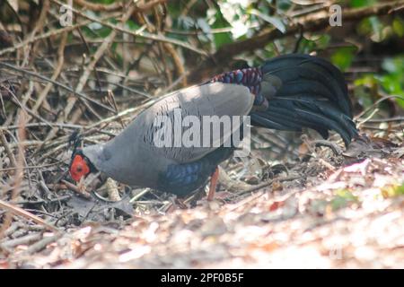 Siamesischer Feuerrücken Blaukopf männlich sein Rücken und seine Flügel sind grau. Beim Wandern im Wald bleibt der siamesische Feuerrücken gern zu zweit. Oder eine kleine Familie, die lebt Stockfoto