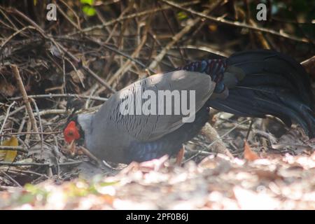 Siamesischer Feuerrücken Blaukopf männlich sein Rücken und seine Flügel sind grau. Beim Wandern im Wald bleibt der siamesische Feuerrücken gern zu zweit. Oder eine kleine Familie, die lebt Stockfoto