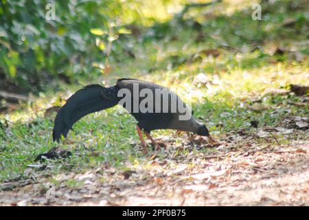 Siamesischer Feuerrücken Blaukopf männlich sein Rücken und seine Flügel sind grau. Beim Wandern im Wald bleibt der siamesische Feuerrücken gern zu zweit. Oder eine kleine Familie, die lebt Stockfoto