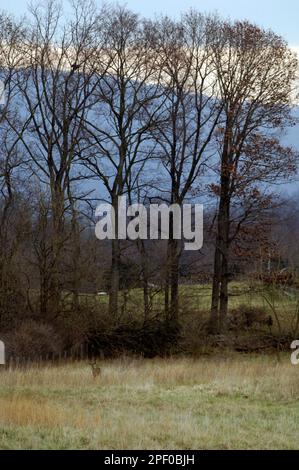 Whitetail deer steht am Rand eines Feldes in Blandy Versuchsbetrieb in Clarke County Virginia. Stockfoto