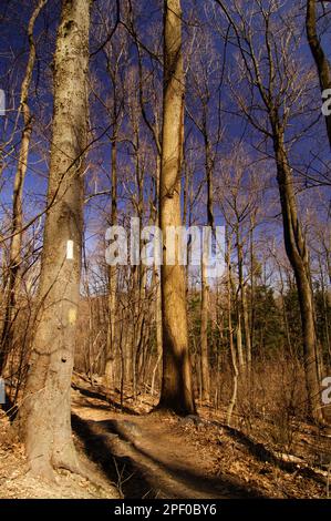 Der Appalachian Trail für seine weiße Blesse Trail Markierungen bekannt macht es weg von Springer Berg Georgia zu Mt. Katahdin Maine. Hier in der decidu Stockfoto