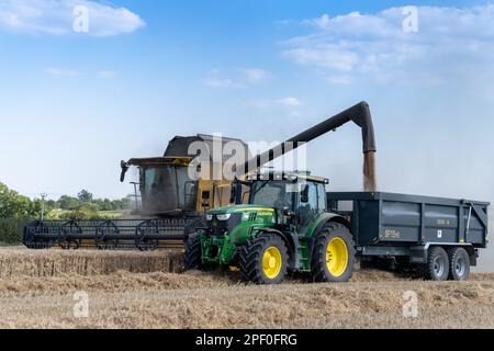 New Holland-Mähdrescher füllt den Anhänger mit Getreide, während er auf dem Weizenfeld neben dem Mähdrescher fährt. North Yorkshire, Großbritannien. Stockfoto