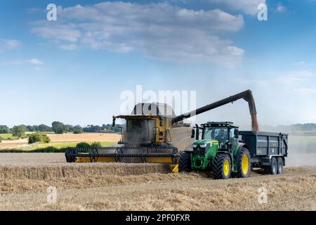 New Holland-Mähdrescher füllt den Anhänger mit Getreide, während er auf dem Weizenfeld neben dem Mähdrescher fährt. North Yorkshire, Großbritannien. Stockfoto