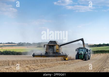 New Holland-Mähdrescher füllt den Anhänger mit Getreide, während er auf dem Weizenfeld neben dem Mähdrescher fährt. North Yorkshire, Großbritannien. Stockfoto