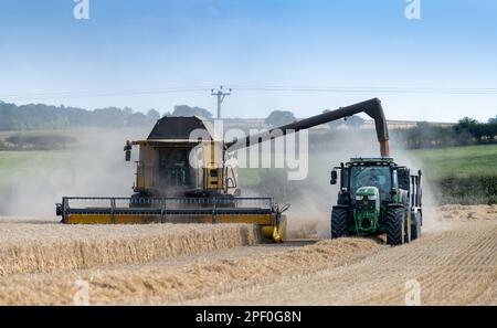 New Holland-Mähdrescher füllt den Anhänger mit Getreide, während er auf dem Weizenfeld neben dem Mähdrescher fährt. North Yorkshire, Großbritannien. Stockfoto