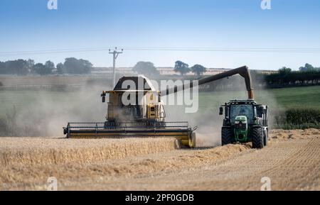 New Holland-Mähdrescher füllt den Anhänger mit Getreide, während er auf dem Weizenfeld neben dem Mähdrescher fährt. North Yorkshire, Großbritannien. Stockfoto