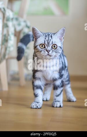 Süßes, junges britisches Shorthair-Kätzchen, schwarzes Silber, klassisches Tabby-Weibchen, wachsam auf dem Innenboden stehend und merkwürdig aussehend Stockfoto