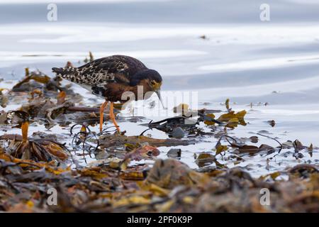 Kampfläufer, Kampf-Läufer, Männchen, Prachtkleid, Philomachus pugnax, Ruff, männlich, Chevalier-Kämpfer Stockfoto