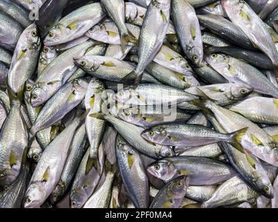 Viele rohe Blaufische auf dem Markt. Hochwertige Fotografie von oben. Hintergrund für frische Speisen mit Kopierbereich. Stockfoto