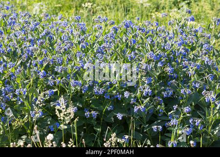 Kaukasus-Beinwell, Kaukasischer Beinwell, Symphytum caucasicum, Kaukasischer Comfrey Stockfoto