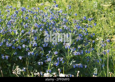 Kaukasus-Beinwell, Kaukasischer Beinwell, Symphytum caucasicum, Kaukasischer Comfrey Stockfoto