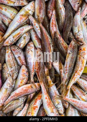 Rote Meerbarben auf dem Markt. Hochwertige Fotografie von oben. Hintergrund für frische Speisen mit Kopierbereich. Stockfoto