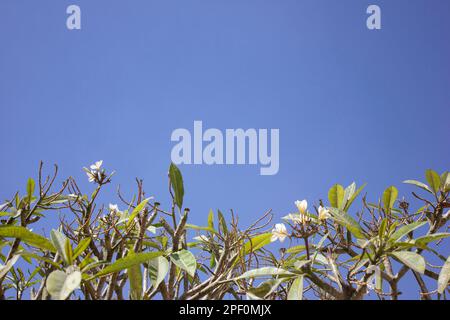 Kleiner Winkel von den oberen Zweigen eines nicht so grünen Baumes mit ein paar weißen Blumen und viel klarem blauen Himmel Stockfoto