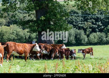 Rinderherde, die an einem heißen Sommertag unter einem reifen Eichenbaum vor der Sonne geschützt ist. Lanacashire, Großbritannien. Stockfoto