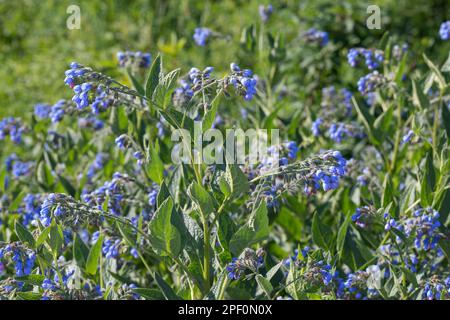 Kaukasus-Beinwell, Kaukasischer Beinwell, Symphytum caucasicum, Kaukasischer Comfrey Stockfoto