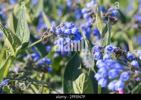 Kaukasus-Beinwell, Kaukasischer Beinwell, Symphytum caucasicum, Kaukasischer Comfrey Stockfoto