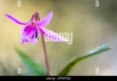 Hundezahnviolett oder Hundezahnviolett (Erythronium dens-canis). Pyrenäen, Katalonien, Spanien, Europa. Stockfoto