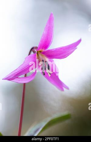 Hundezahnviolett oder Hundezahnviolett (Erythronium dens-canis). Pyrenäen, Katalonien, Spanien, Europa. Stockfoto