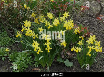 Strähnen des gelben blühenden Gartens Narzissen Tete a Tete sahen Blüten an der Grenze um Rosen im späten Winter. Stockfoto
