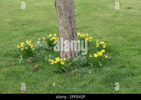 Beispiel für das Anbauen von Narzissen um einen Baum im Garten. Stockfoto