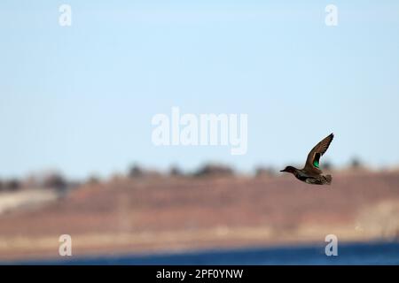 Ein männlicher grüner Flügelblaugrün fliegt über die Oberfläche eines Sees. Stockfoto