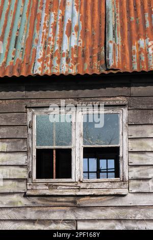 Zerbrochene Glasfenster an der Wand einer verfallenen Holzscheune mit Wellblechdach, Berkshire, England, Großbritannien, Europa Stockfoto